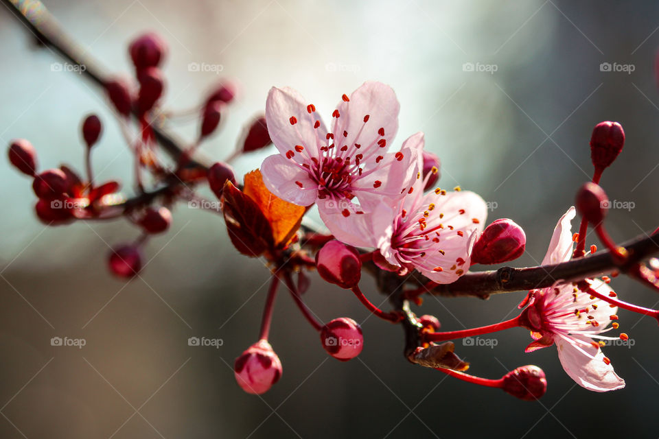 spring blooming flowers