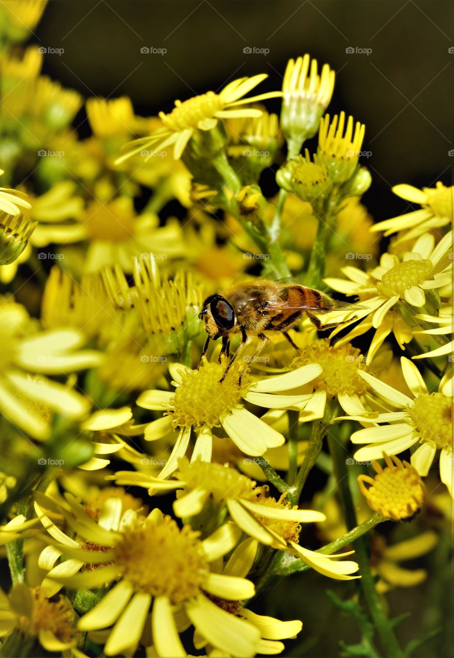 close up picture bee on blooming yellow flowers