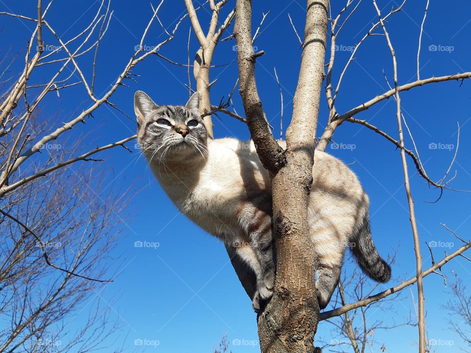 my cat on a tree on my garden
