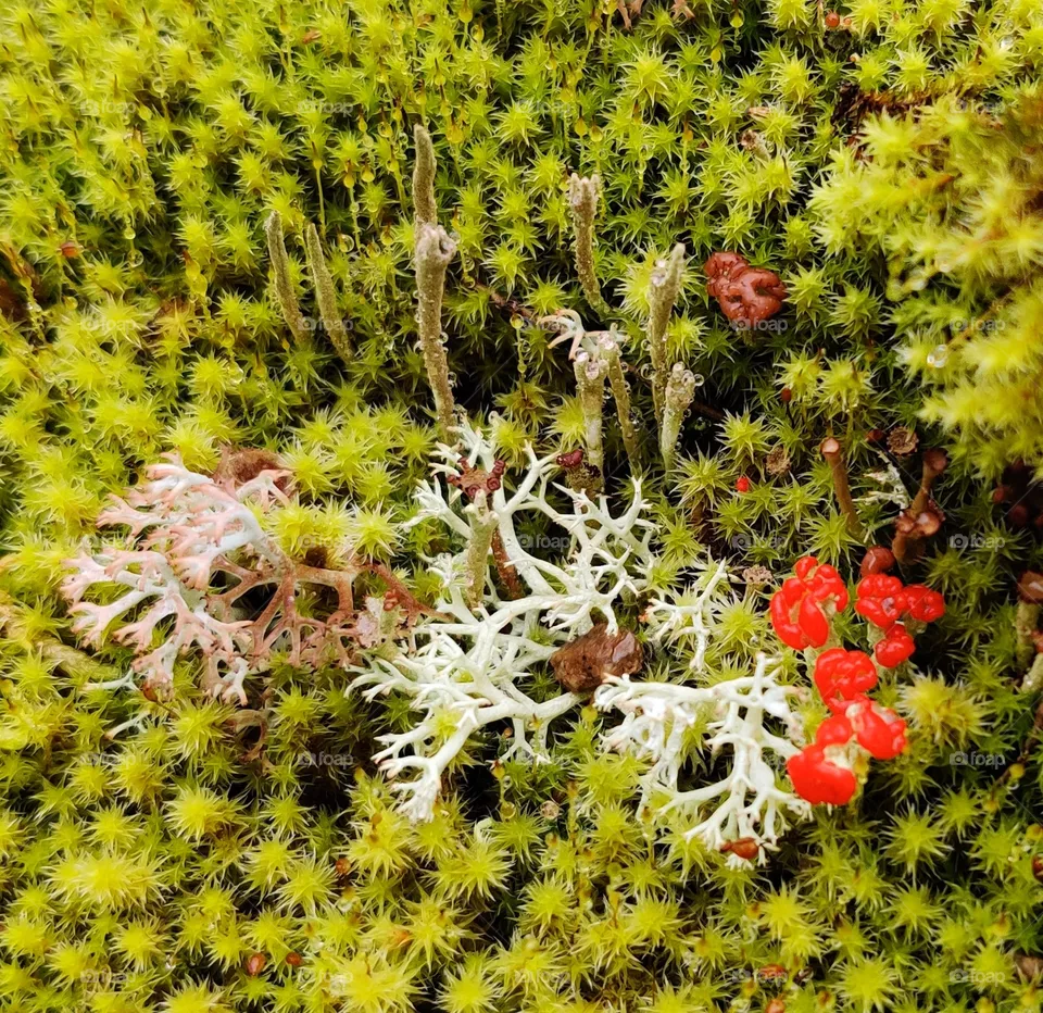 botanical landscape