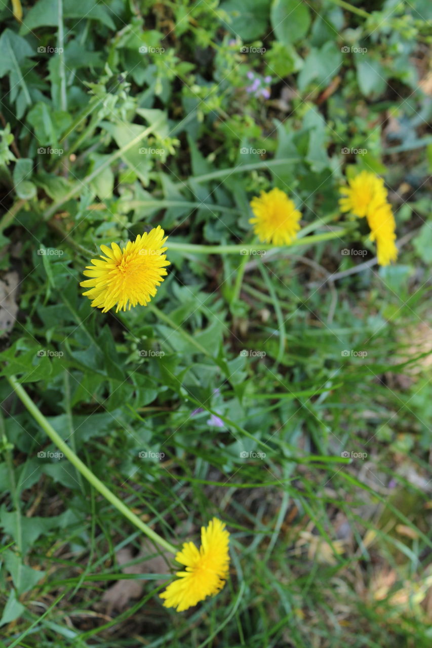 flowers