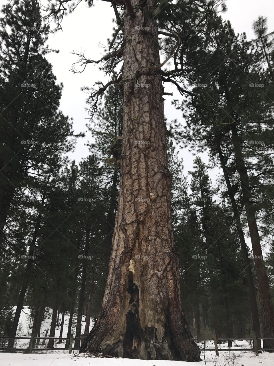 The Big Tree 