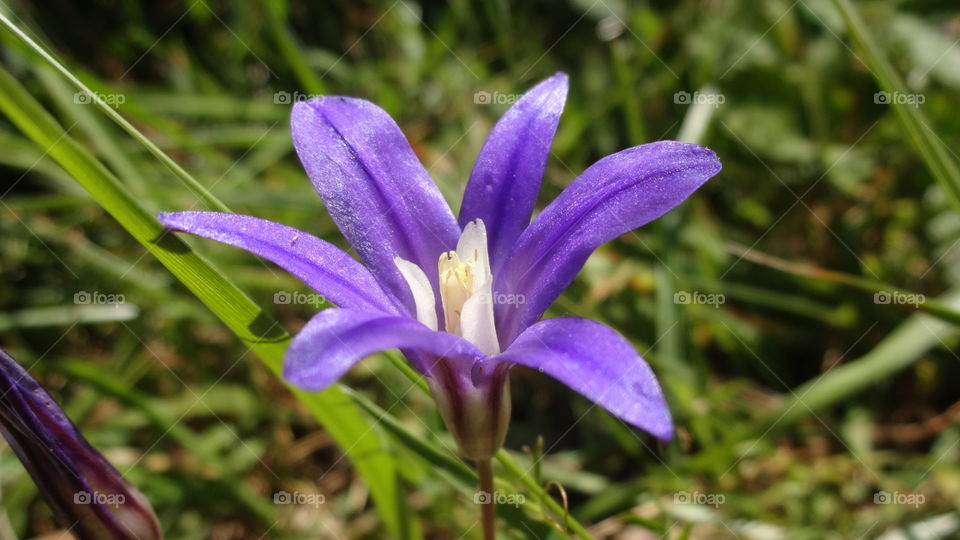 Oregon wild Flower