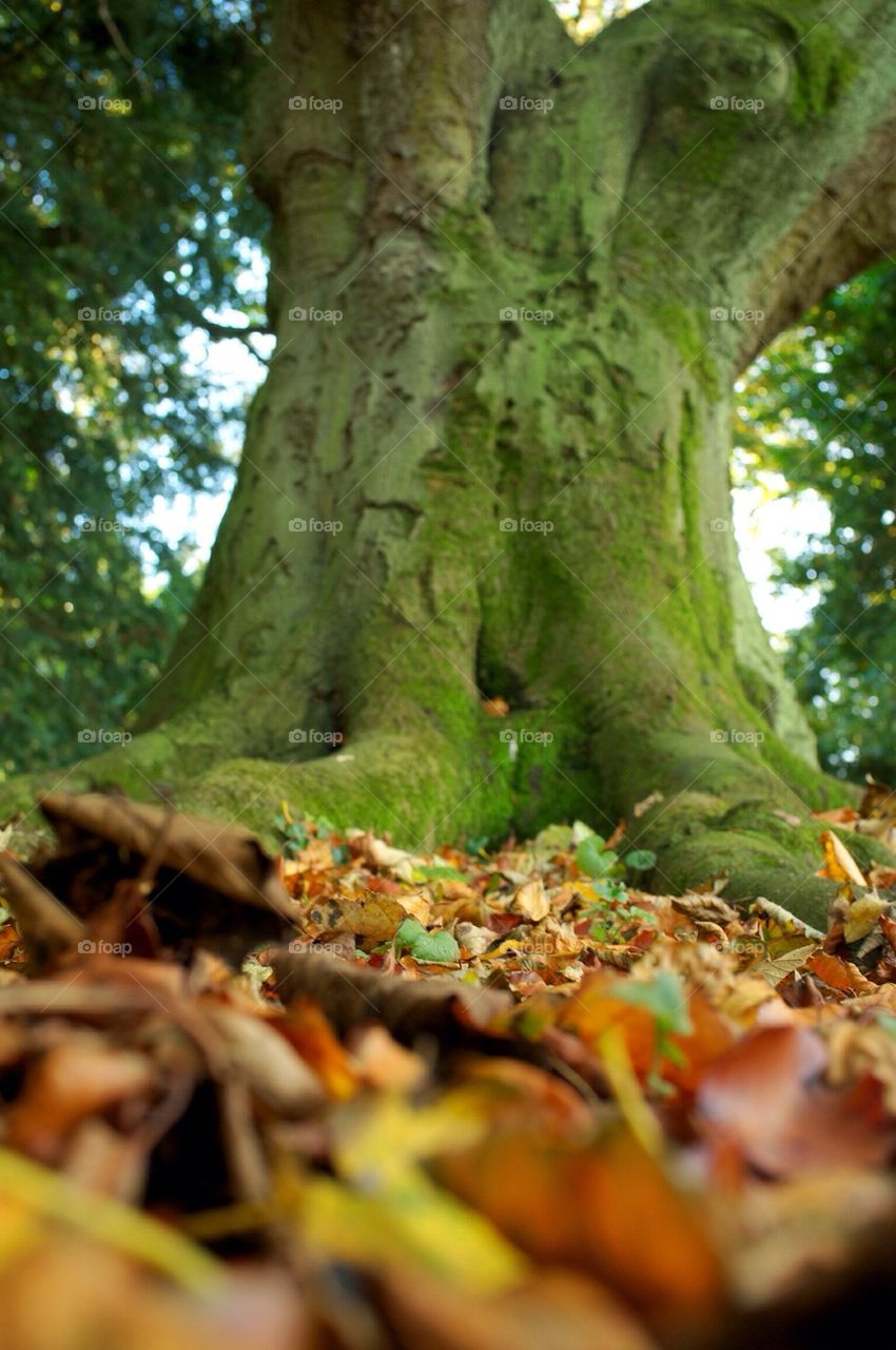 Autumn leaves at the foot of tree