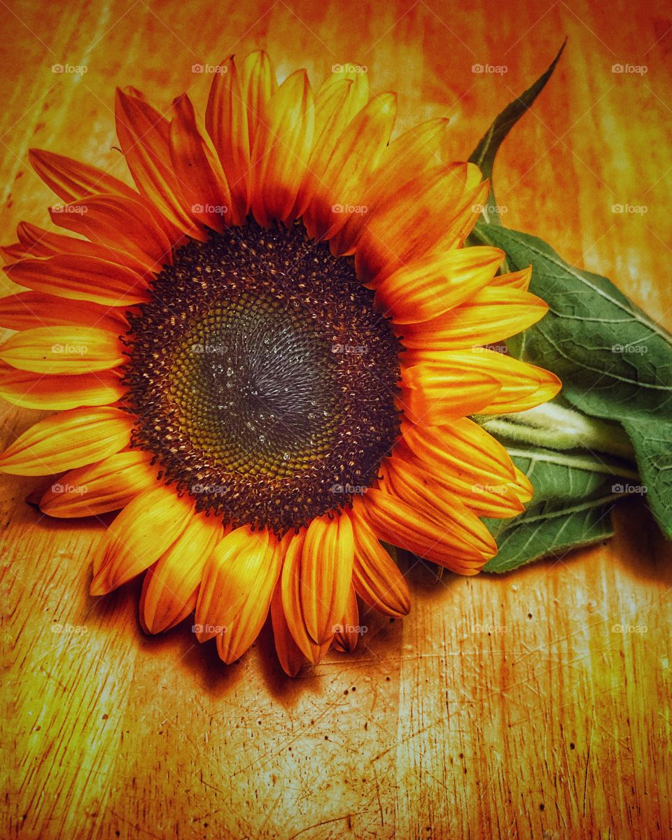 Sunflower just picked 