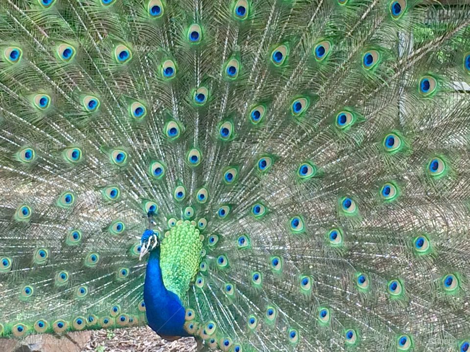 Peacock 