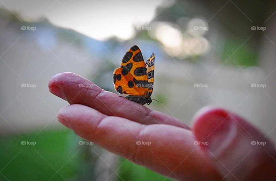 Borboleta