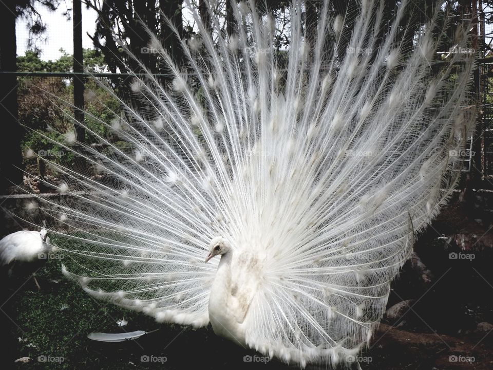 White Peacock