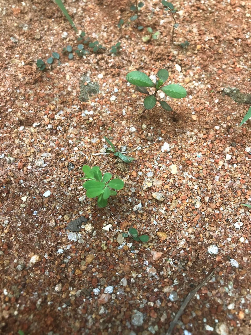 i want to sell this photo because it is beautiful, the growth of every grass, leave, plant starts from the root and surface to earth, standing pretty on the sand.