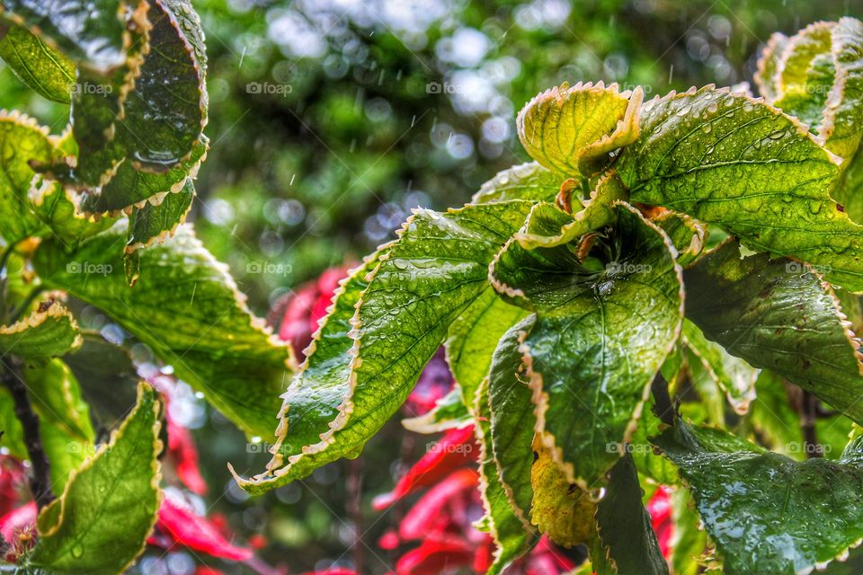 Wet leaves in the rain, bright green and red