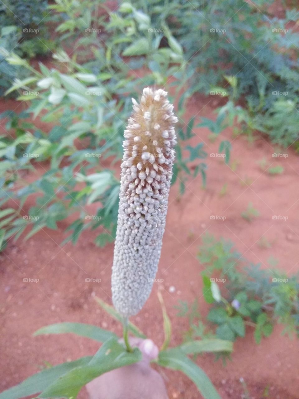 Grass routed with seeds around