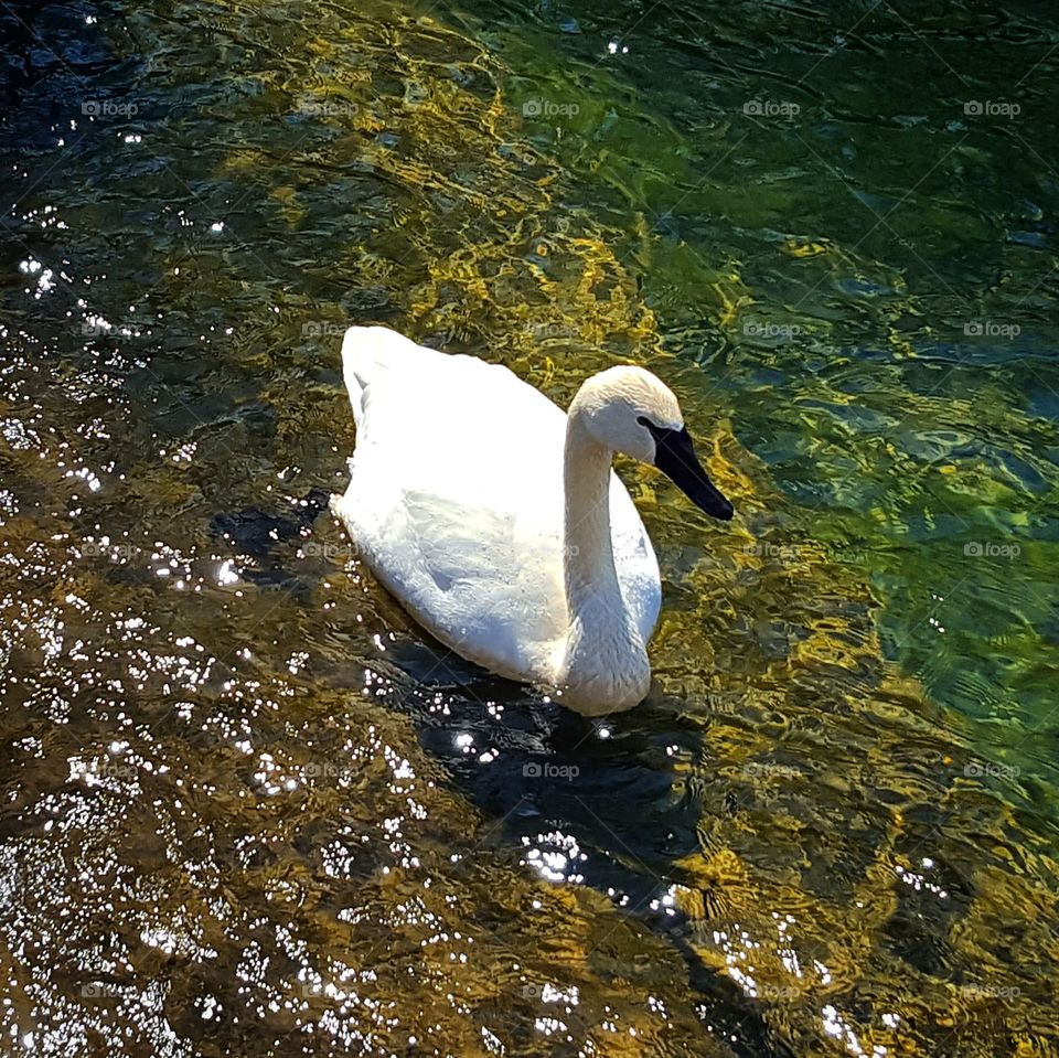 Swan, Water, Bird, No Person, Lake