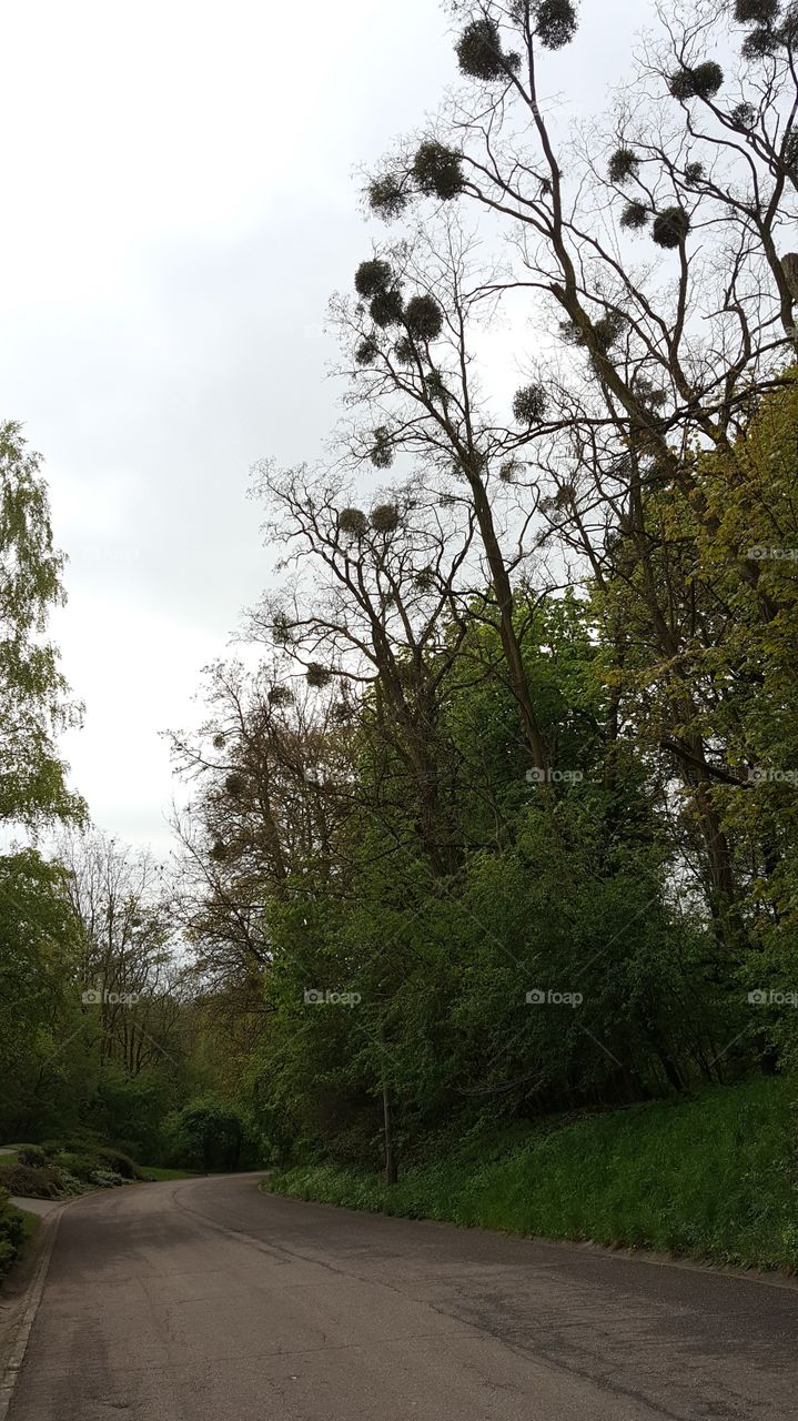 Tree, No Person, Landscape, Nature, Wood