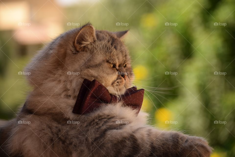 My Little Cute Cat Wearing His Bow And Looking For His Date From The Balacony 