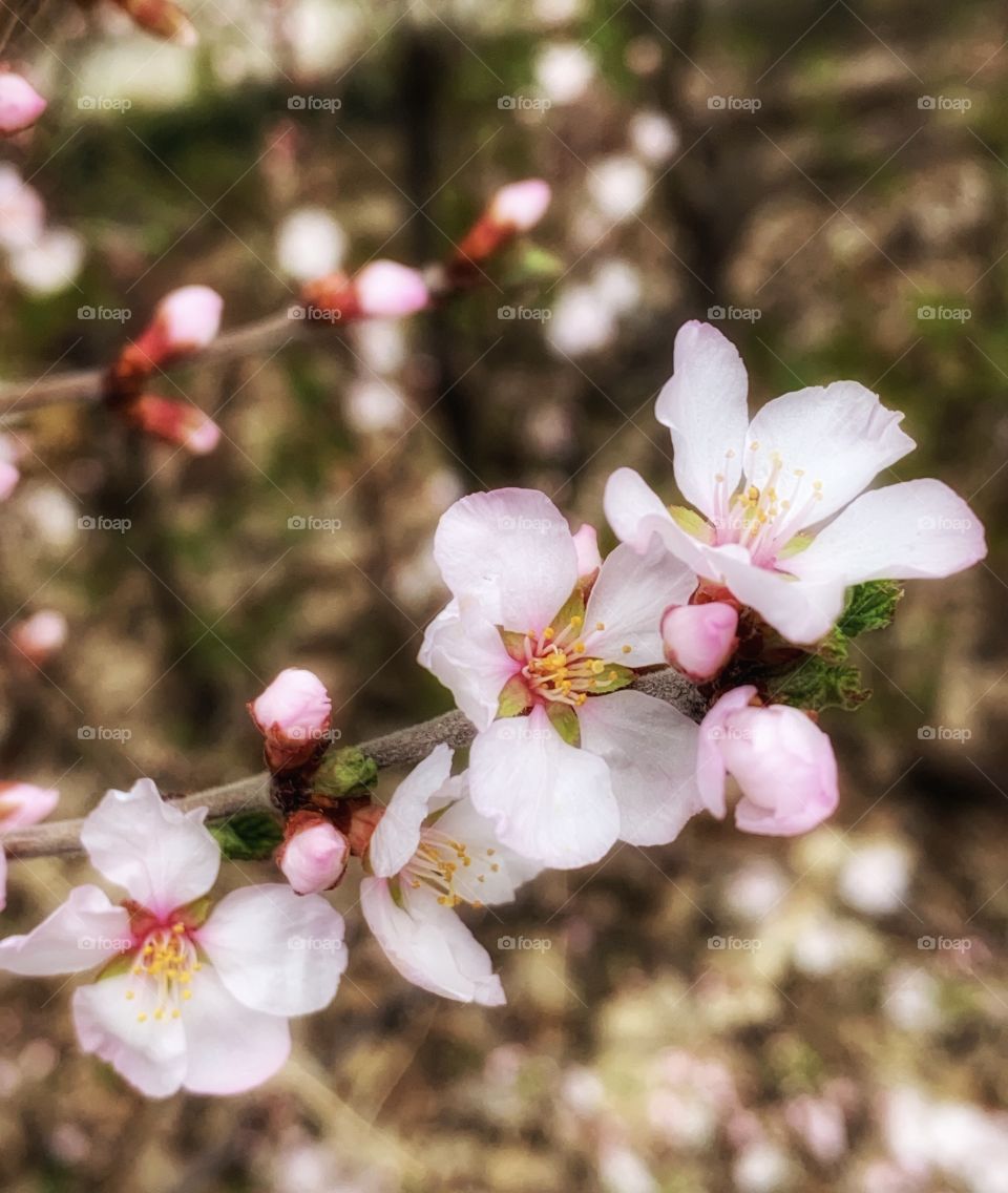 Cherry Plum