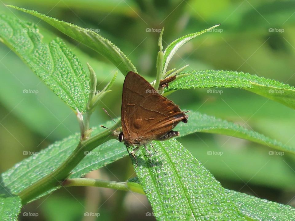 Beautiful and cute butterfly