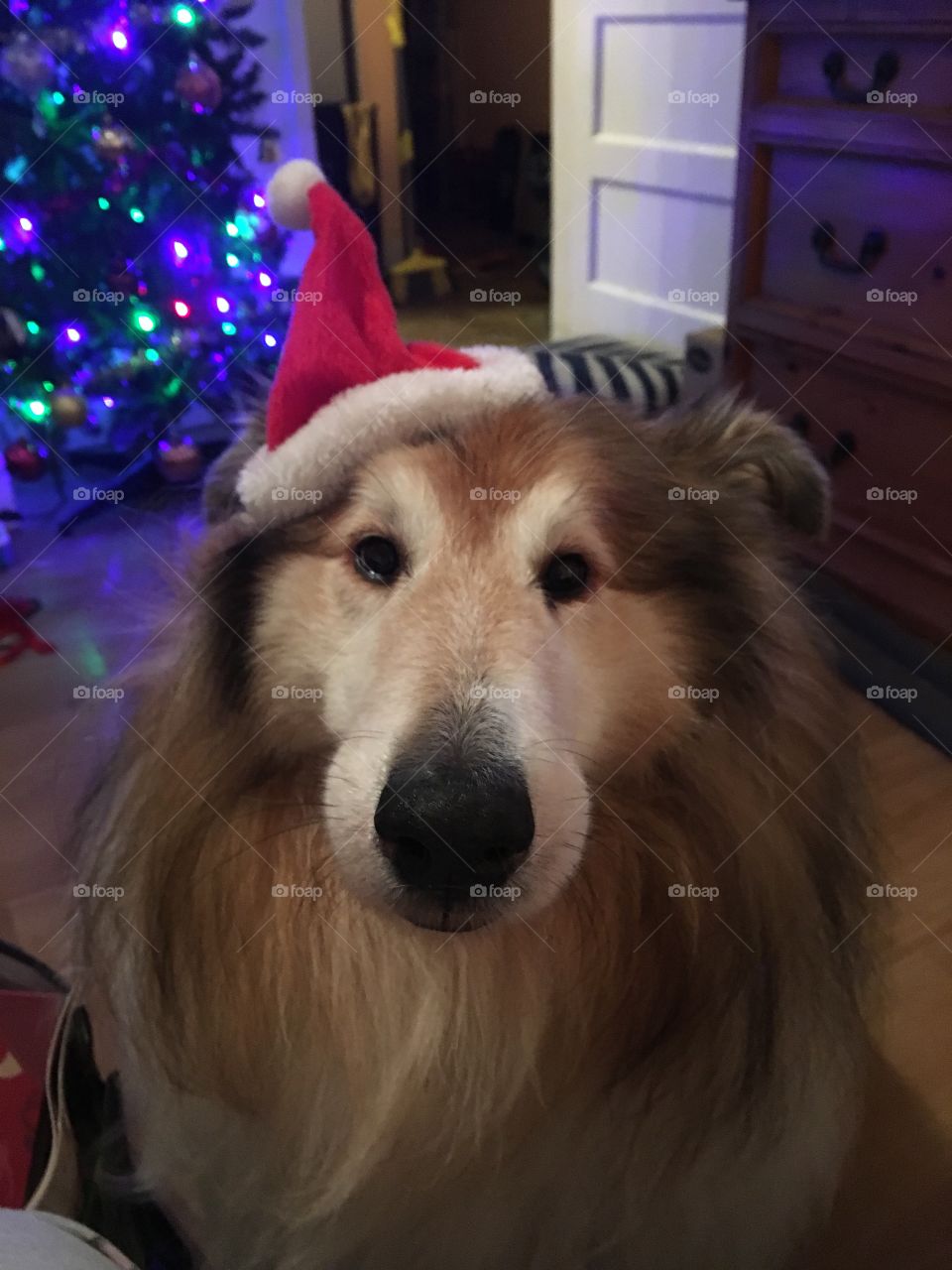 A dog who is Christmas ready 