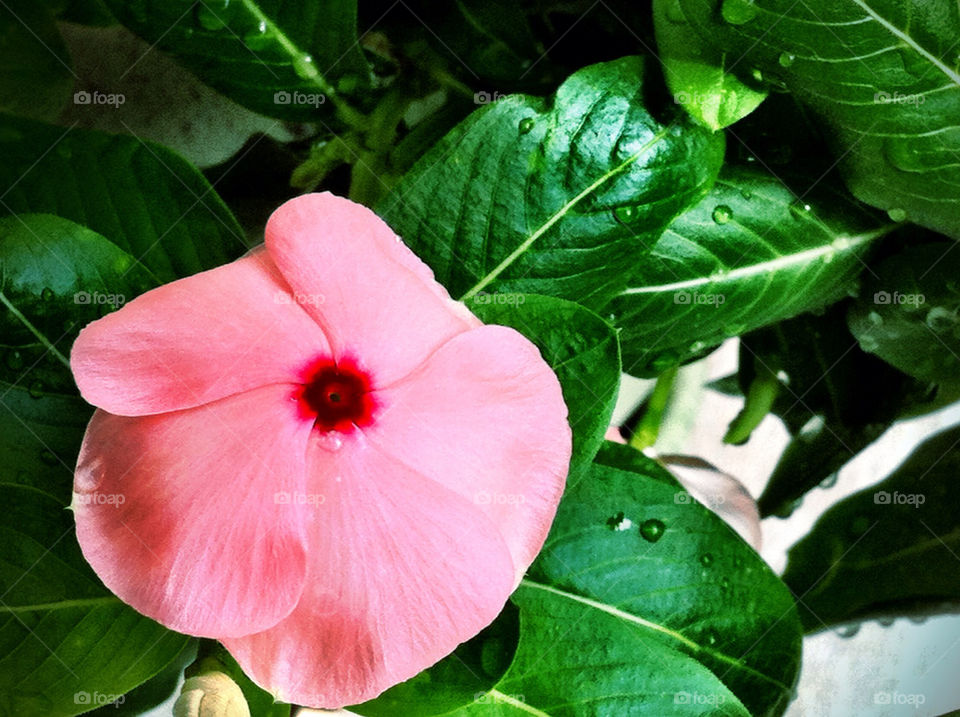 green garden pink flower by carinafox5