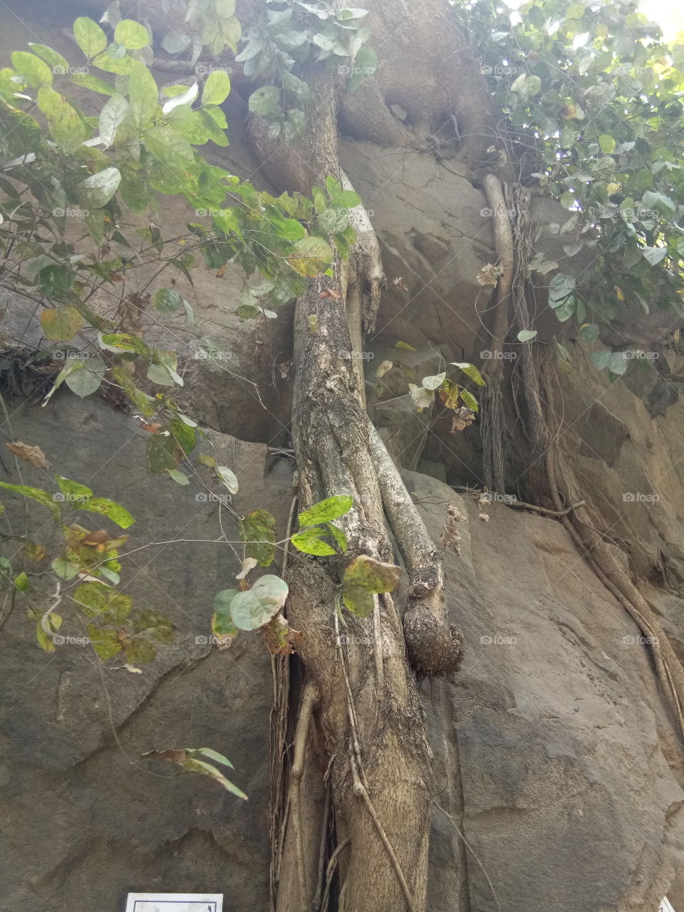 Rock N Tree