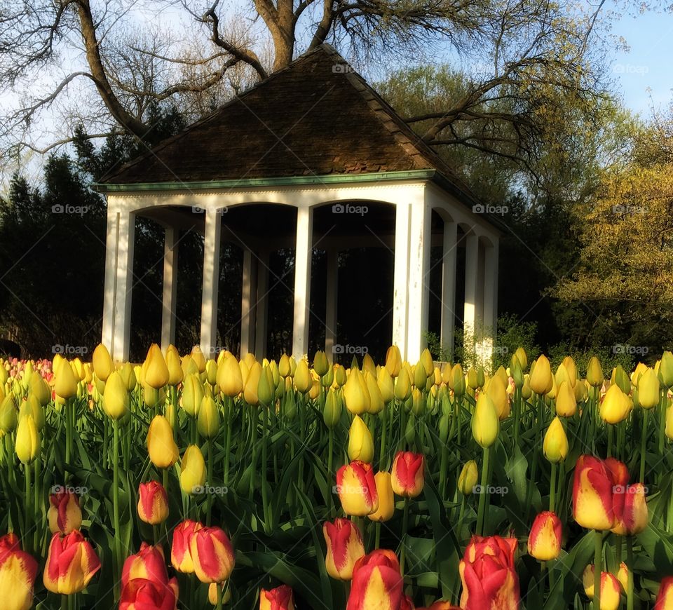 Tulip flowers blooming in front of house