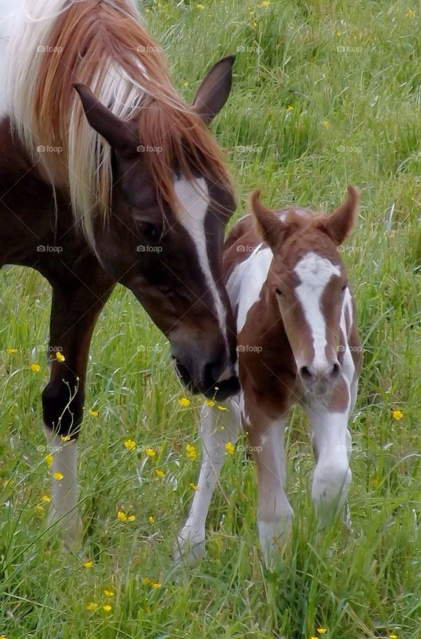 Mare and foal