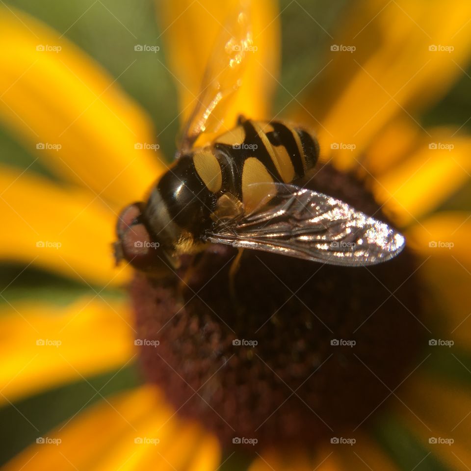 Syrphid fly looking like a bee