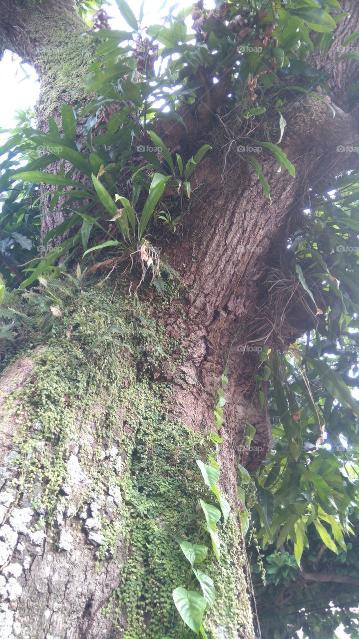 tree stalk
