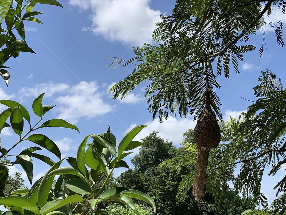 The stories of the nature, my garden (Countryside)