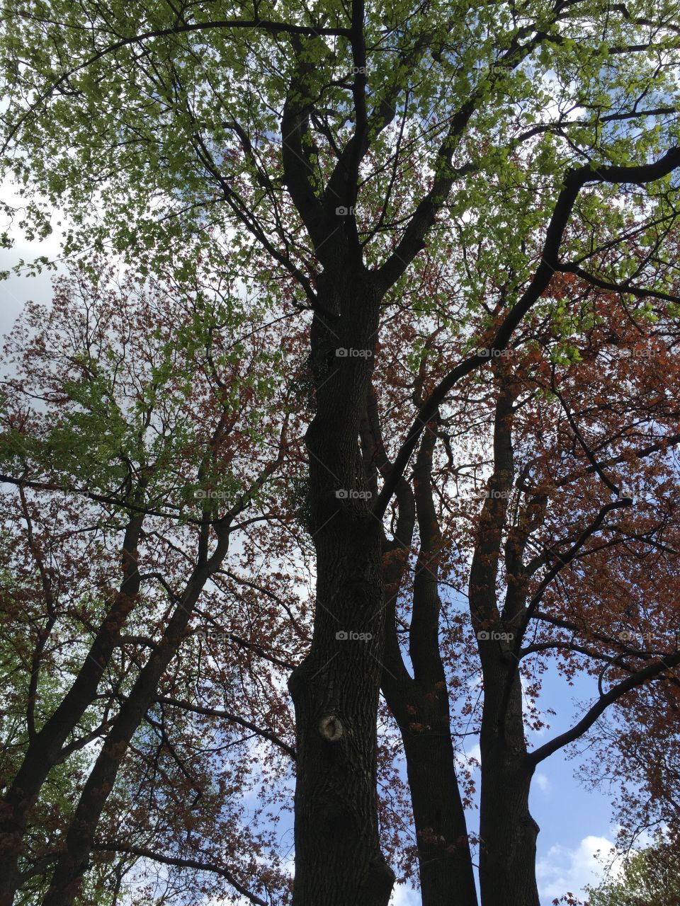 Trees with red and green leaves