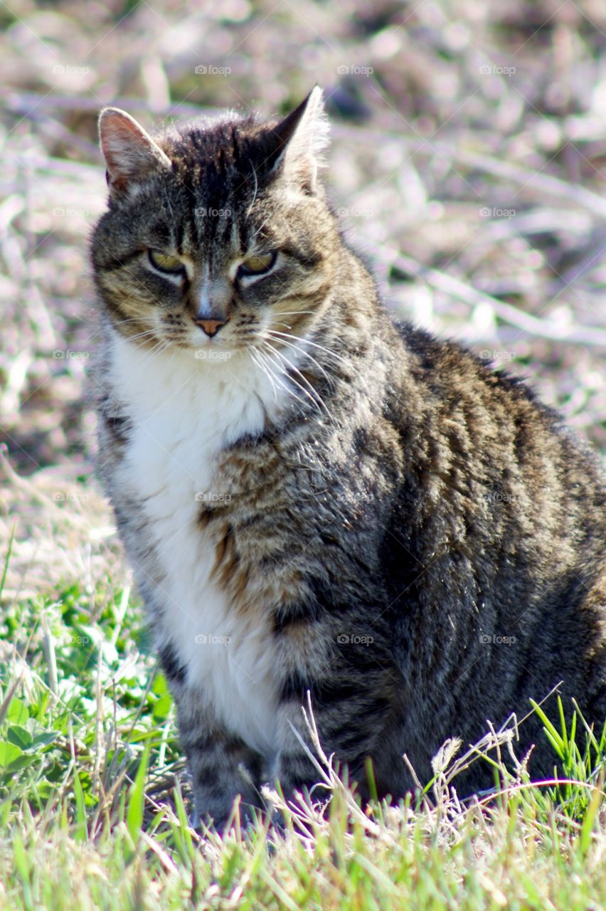 Grey tabby sitting in the grass on a sunny day