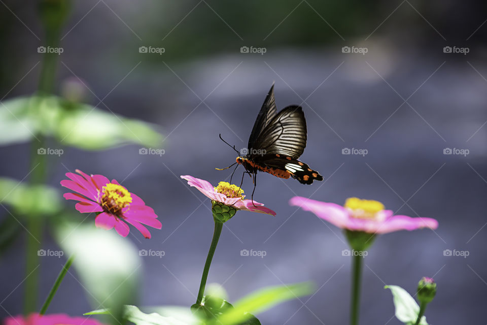 Black Butterfly on Pink Zinnia Bright colors in garden.