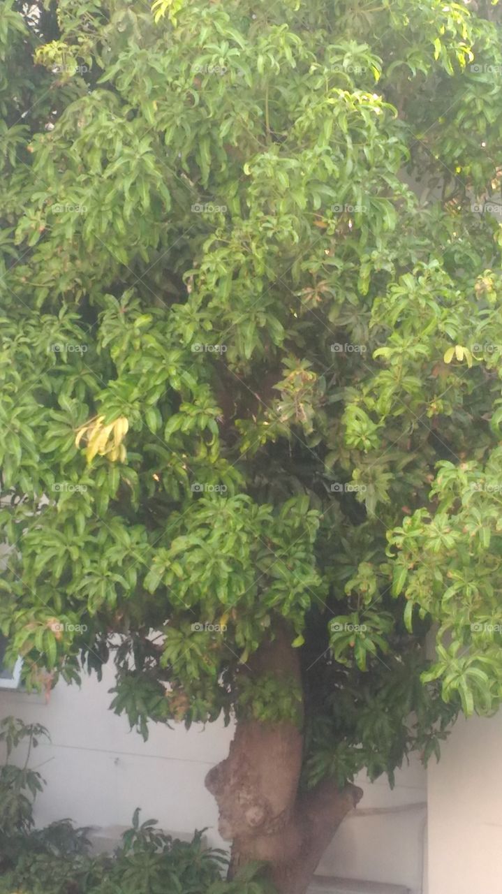 mango  tree