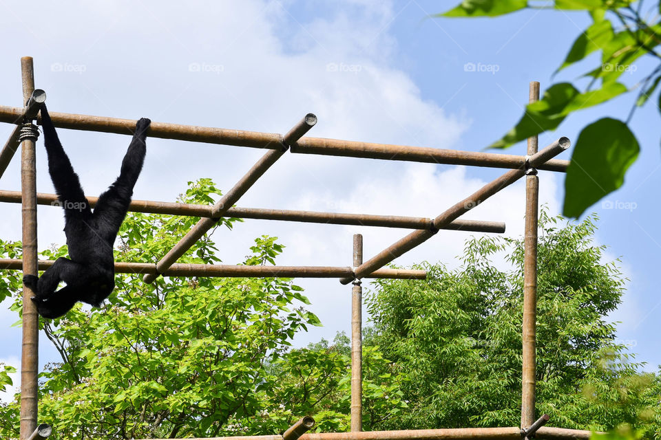 Monkey swinging from bamboo rods at the Cincinnati zoo in Cincinnati, Ohio United States