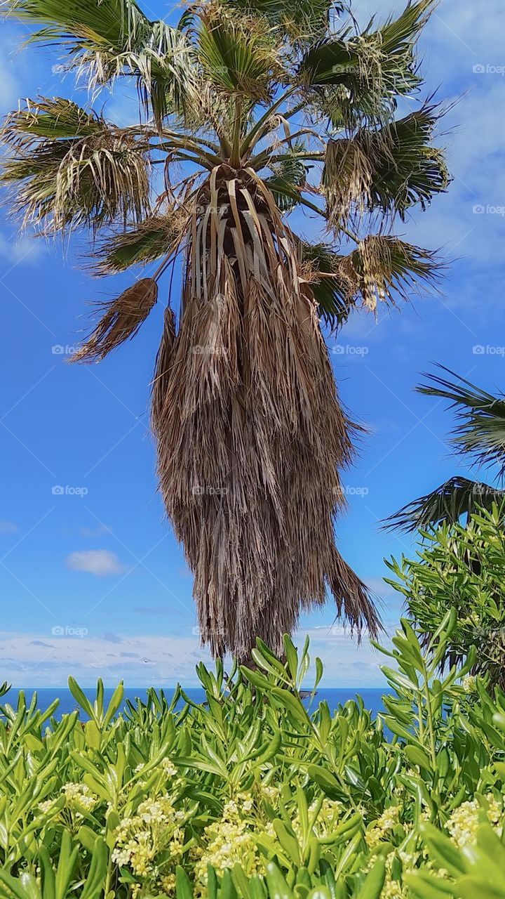 Ligurian palm