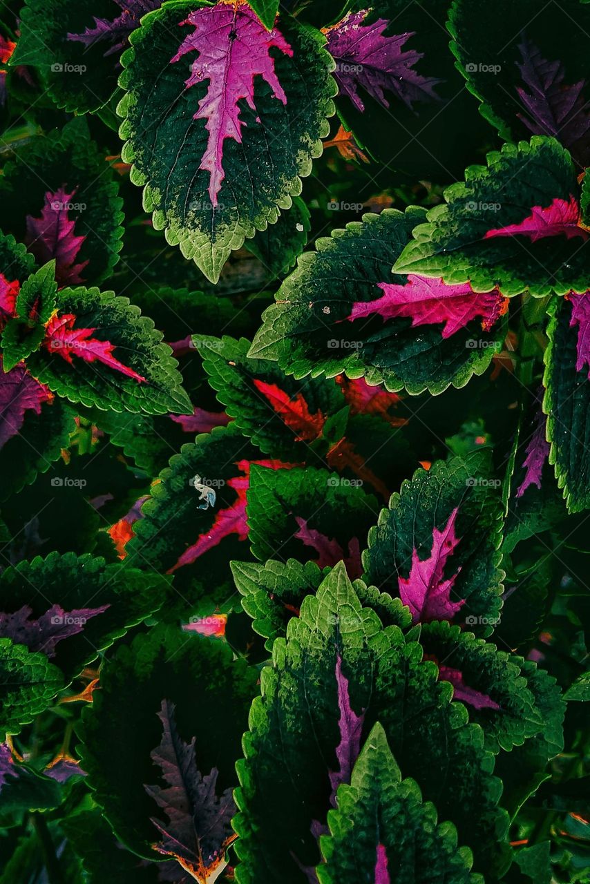 texture flower green