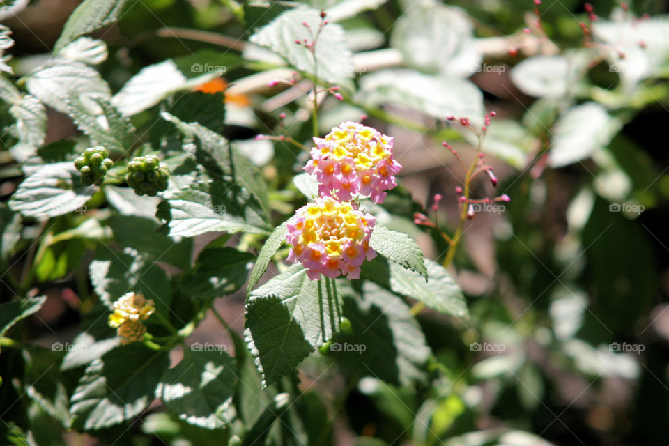 Lantana