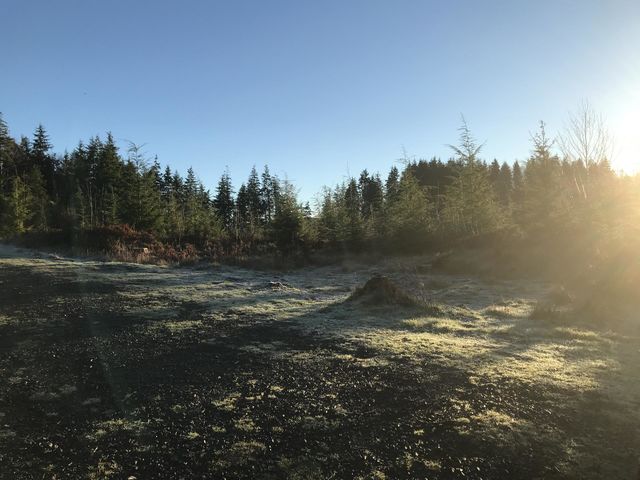 Coal Creek Frosted and Sun