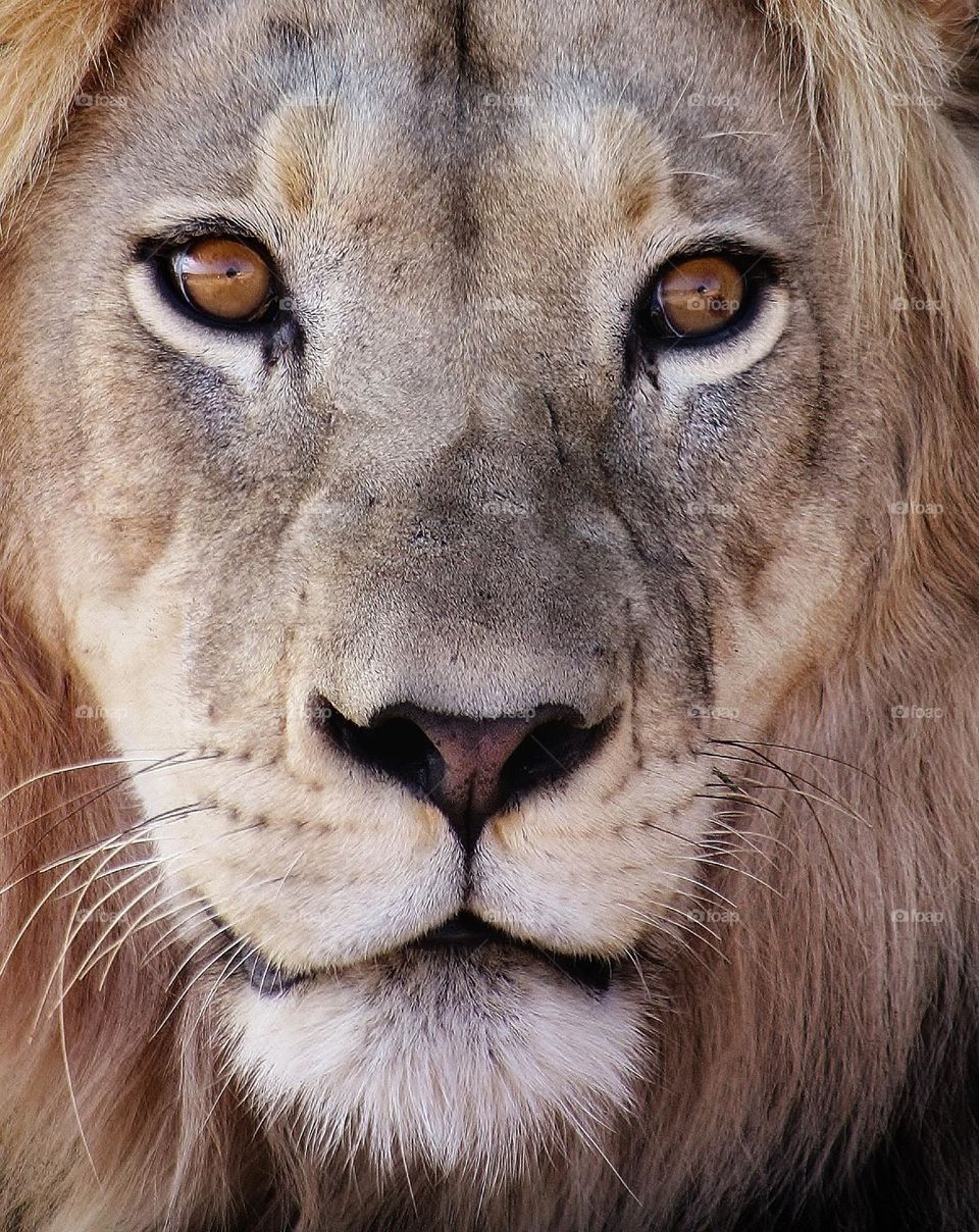 Those eyes. beautiful male lion