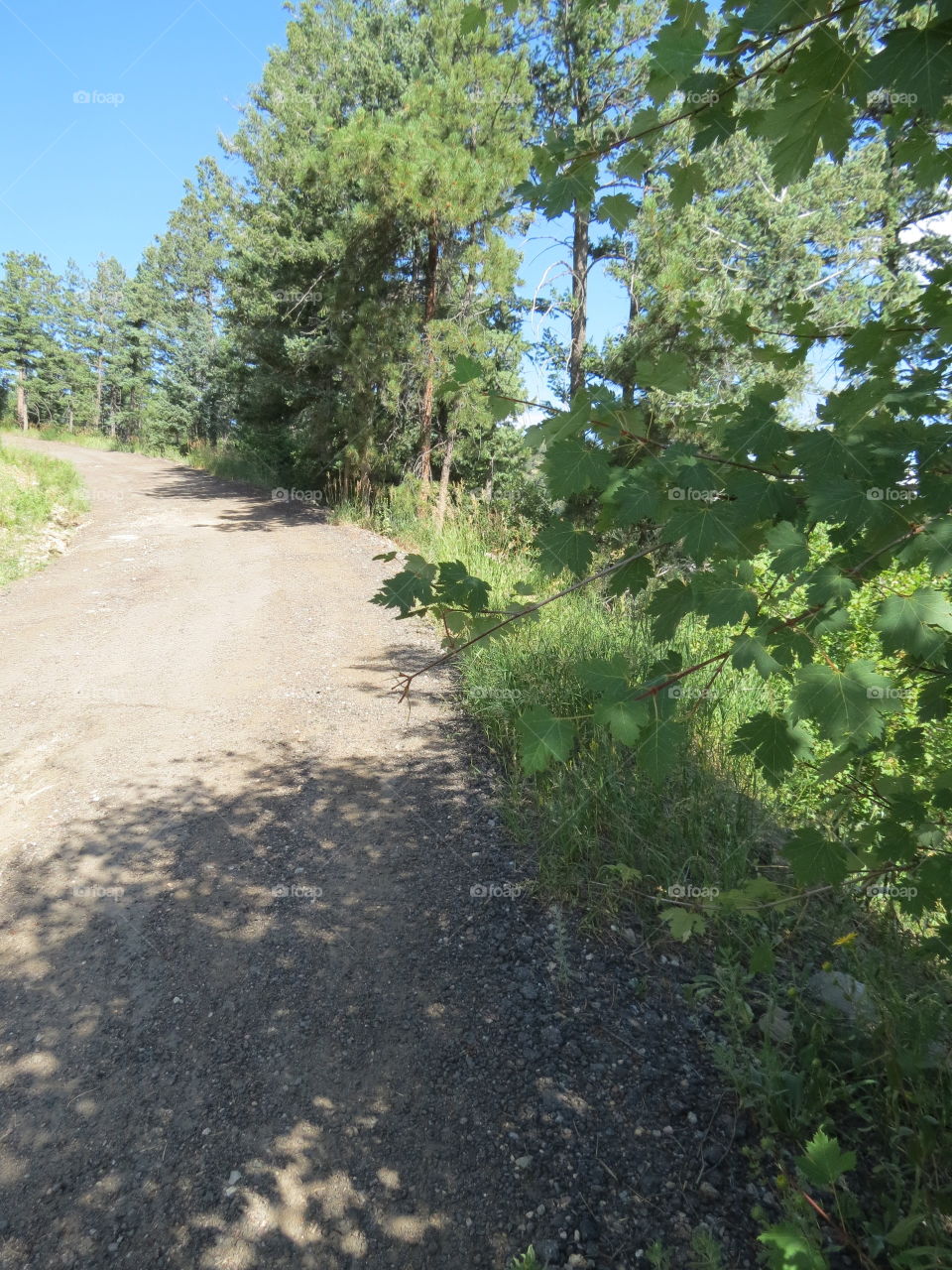 Hiking trail in Colorado.