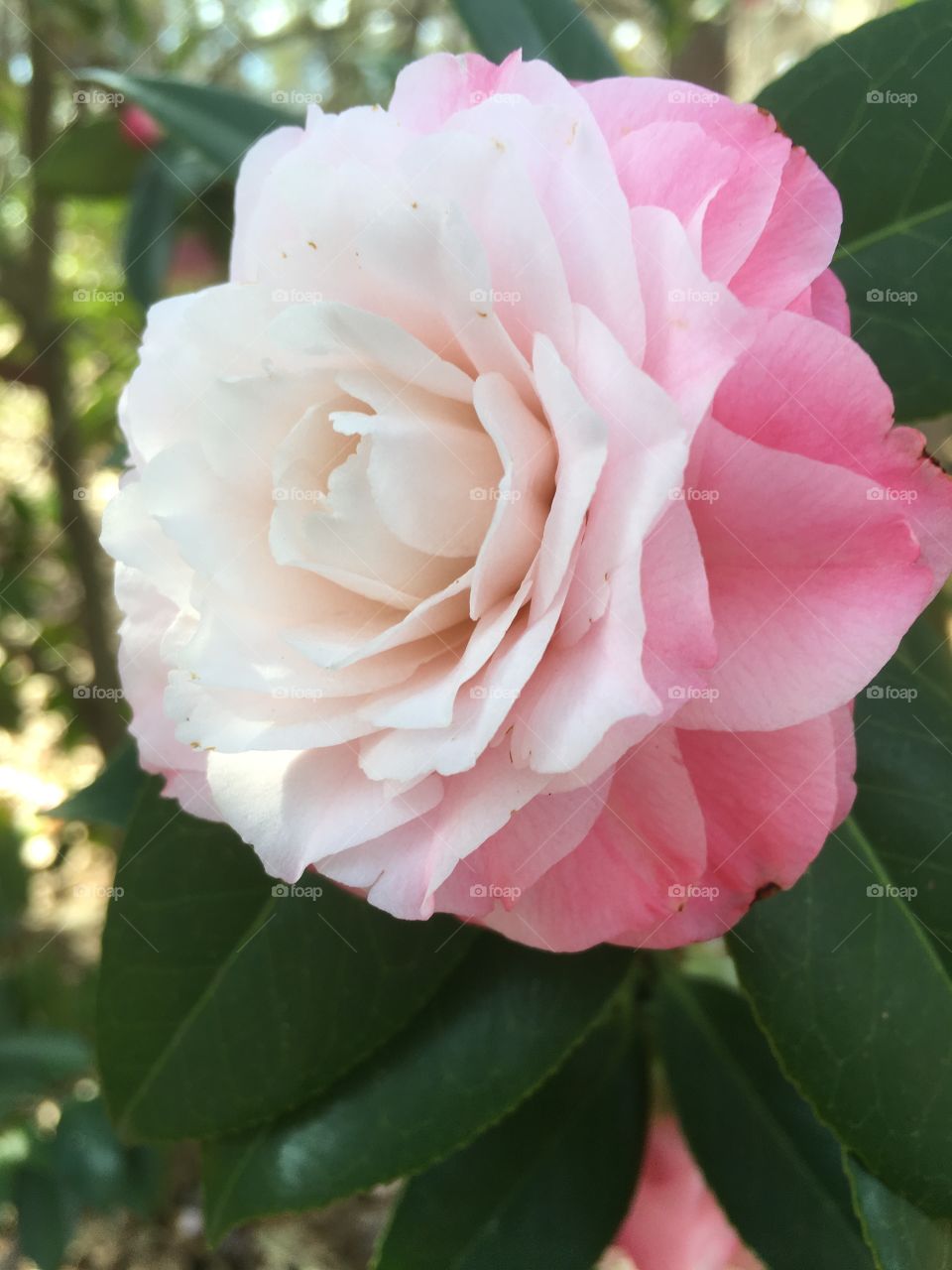 Camellia 