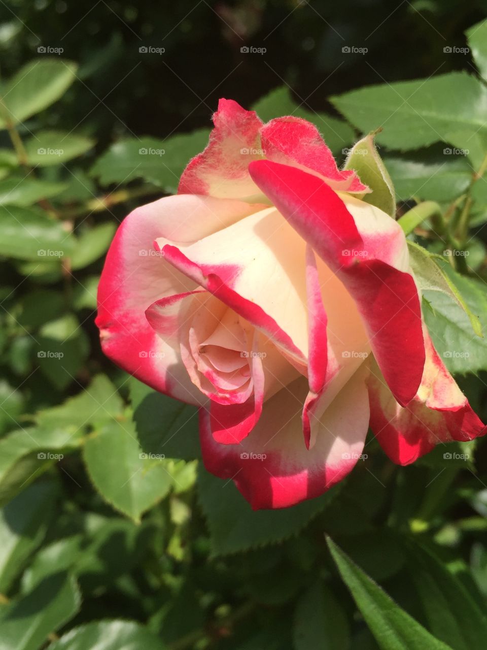 Multi colored rose 
