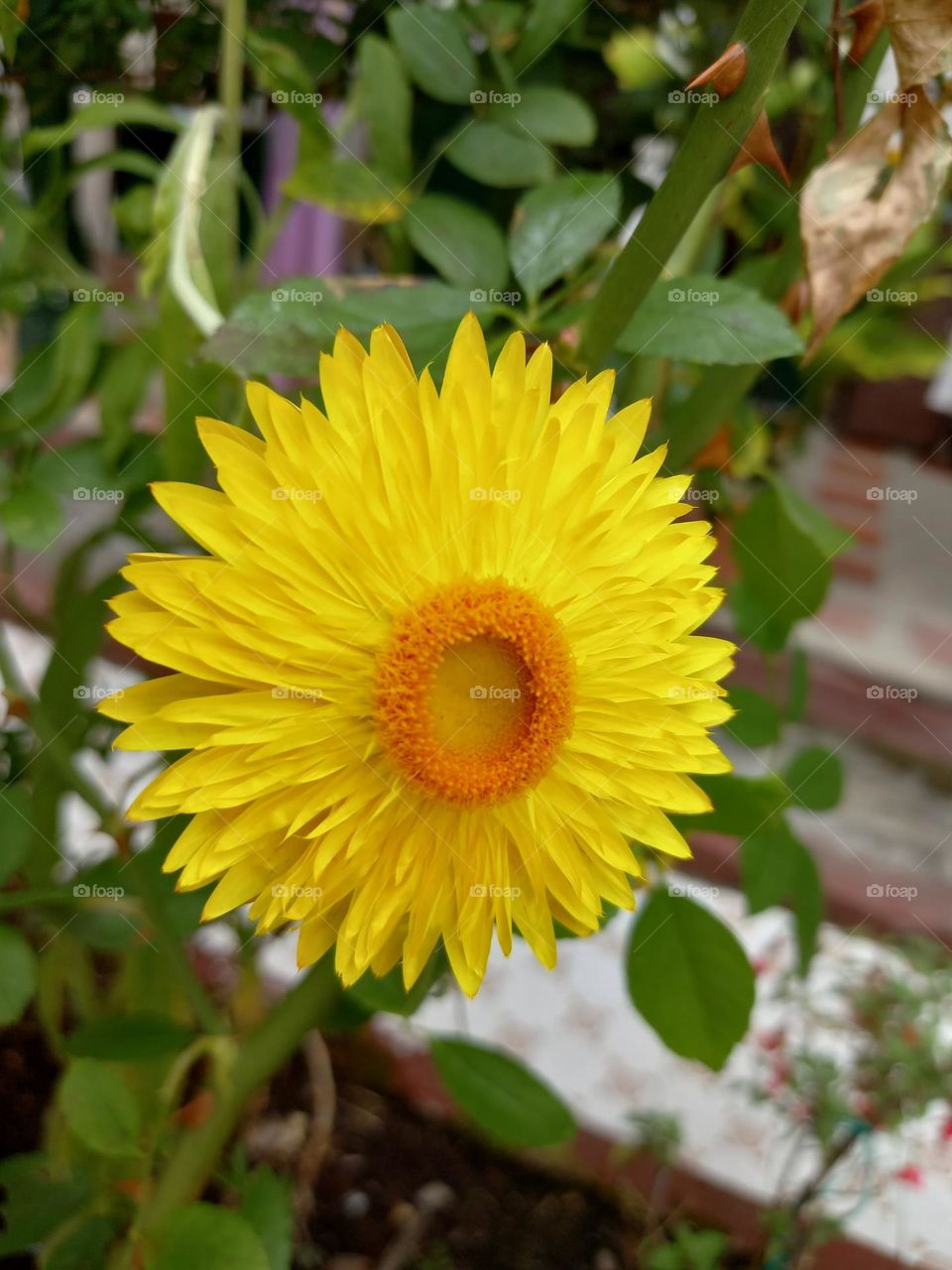 yellow flower