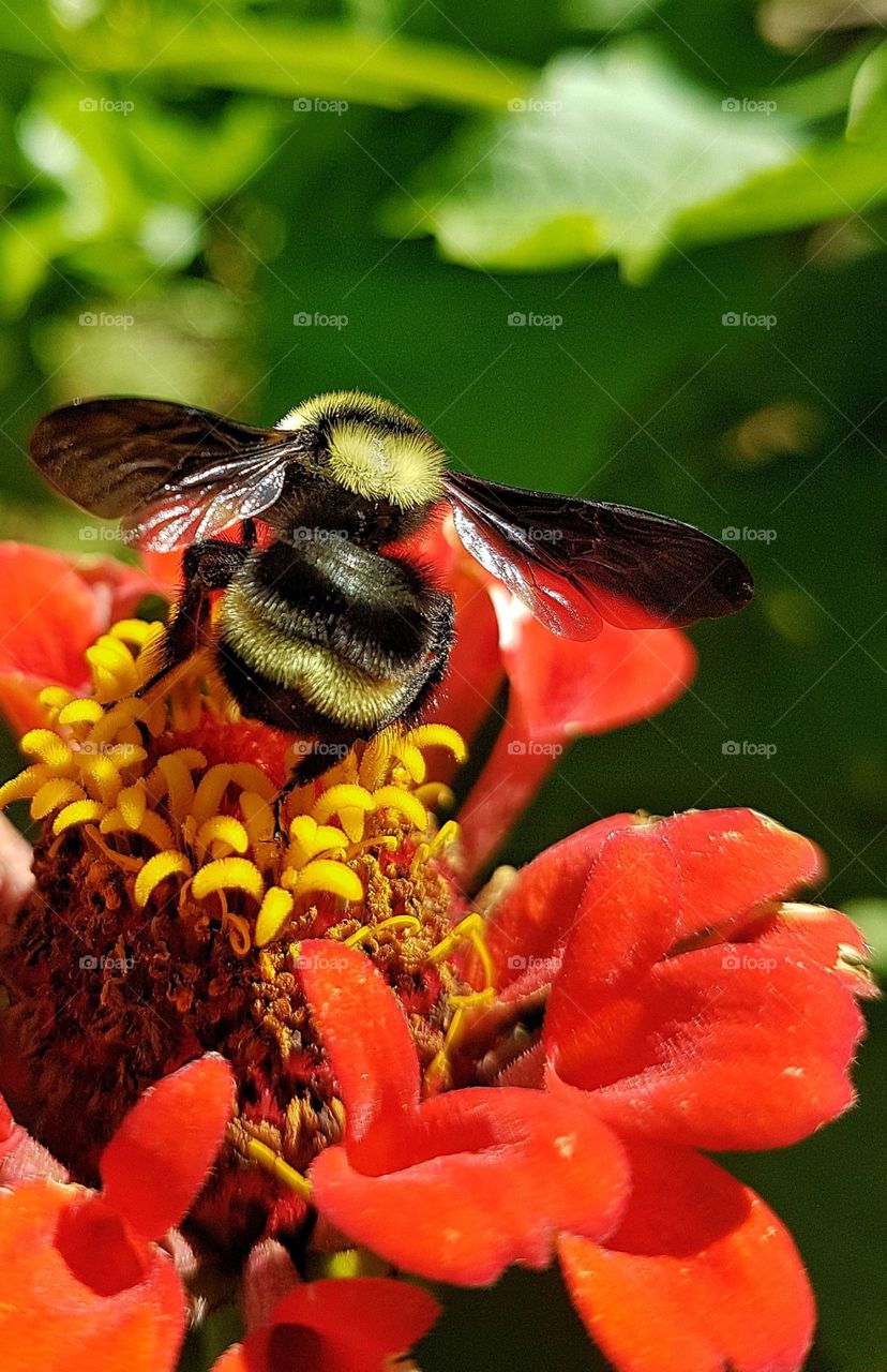 Bumblebee on red flower