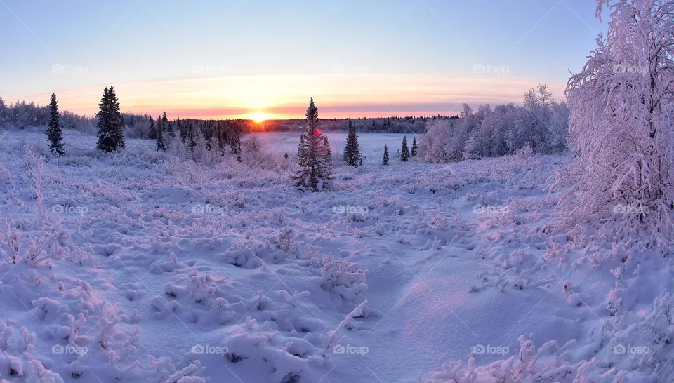 Winter day,frosty morning,winter silence,winter forest,frosty forest,frosty dawn,frosty sunset,winter dawn,Christmas trees in the snow,winter,frost,forest,evening,morning,winter sun