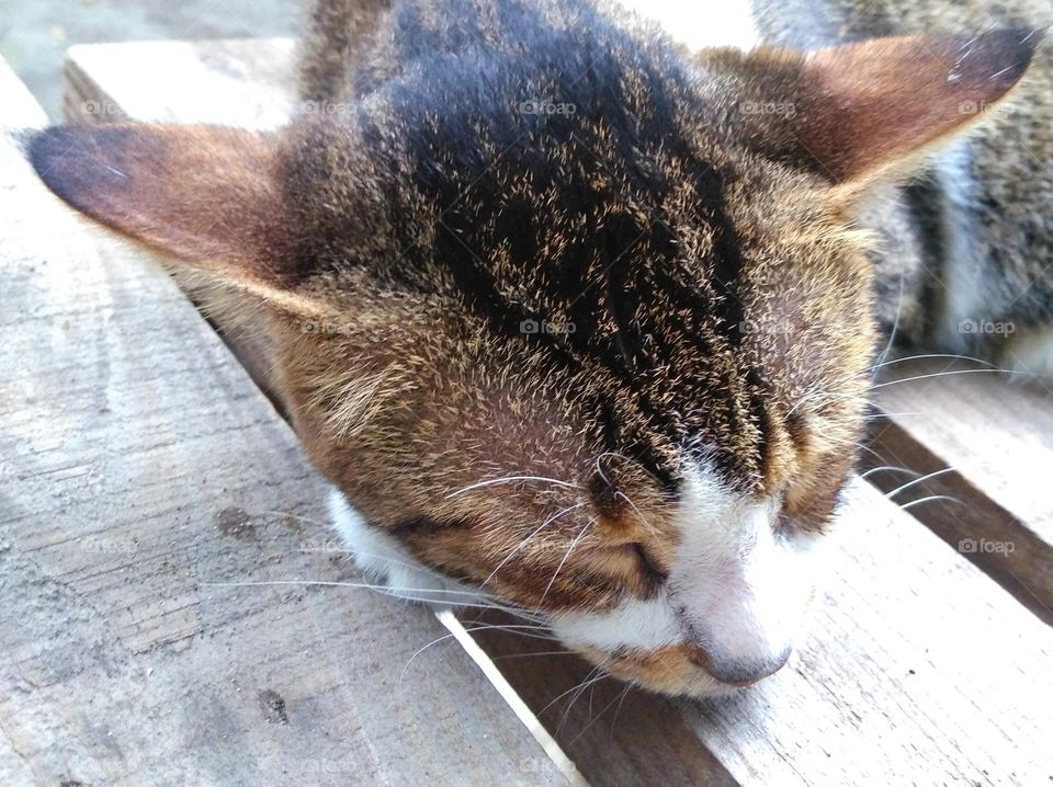 Cat sleep on table