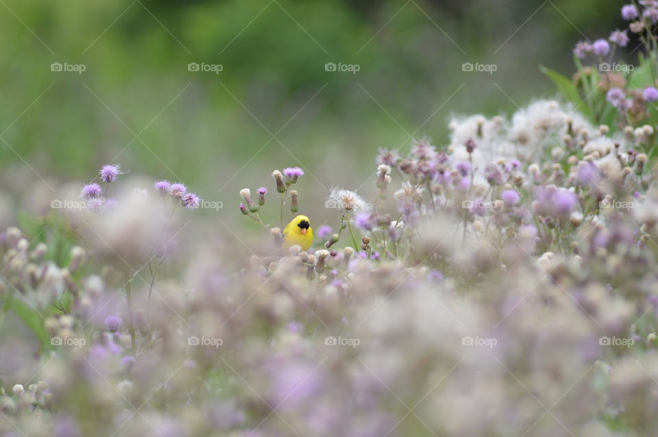 Yellow Finch