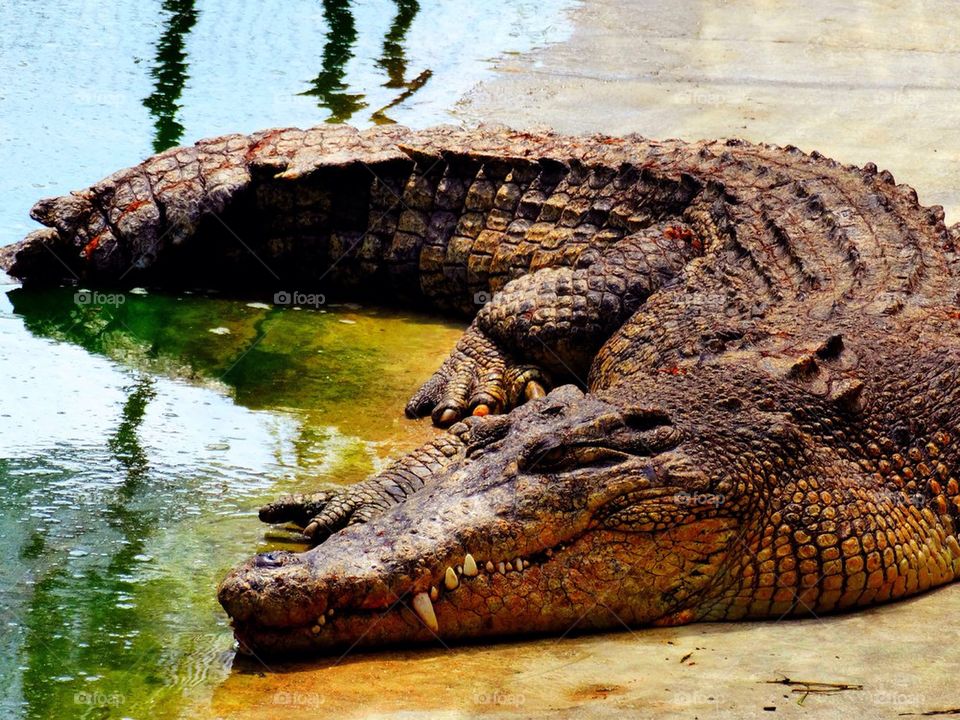 Close-up of crocodile