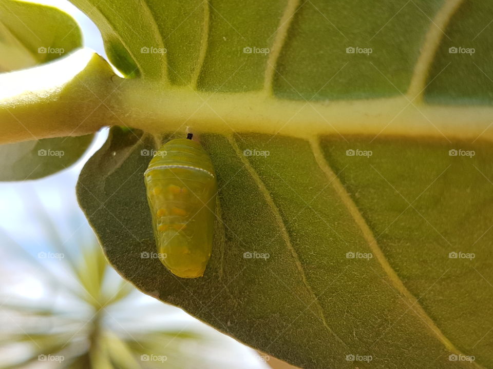 caterpillar that made a cocoon to be a butterfly later on.