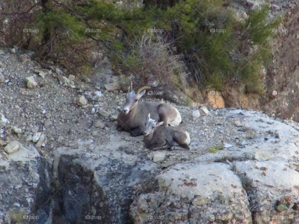 Grand Canyon sheep