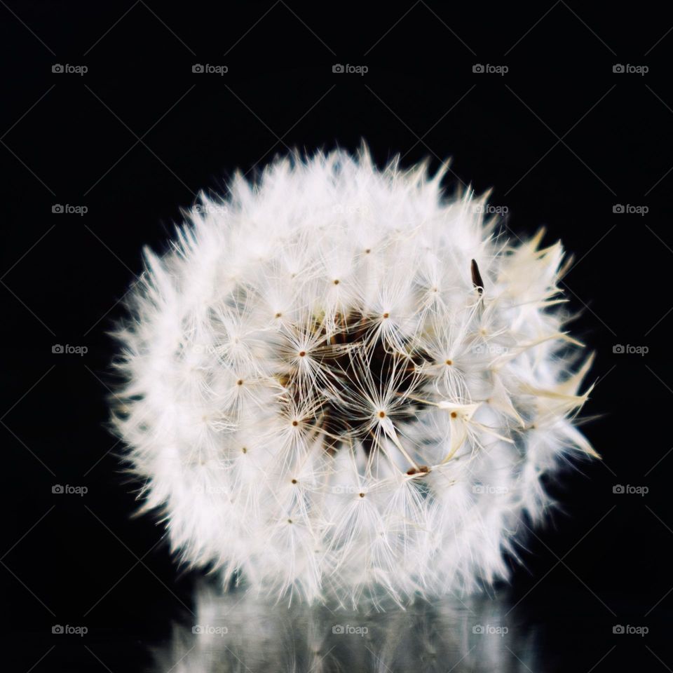 Dandelion